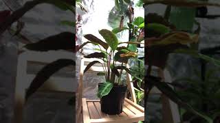 Calathea goeppertia Warscewiczii moving in real time [upl. by Alyahs]