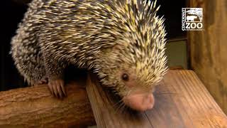 Rico the Brazilian Porcupine  Cincinnati Zoo [upl. by Joycelin]