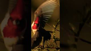 Cardinalis Documentary cardenal [upl. by Leinoto]