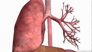 Respiratory System Introduction  Part 2 Bronchial Tree and Lungs  3D Anatomy Tutorial [upl. by Dexter]