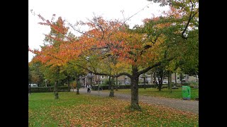 Mooie herfstkleuren in Bos en Lommer  AmsterdamWest [upl. by Eileek]