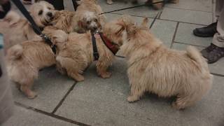 Norwich Terrier Meet Up [upl. by Lorain214]