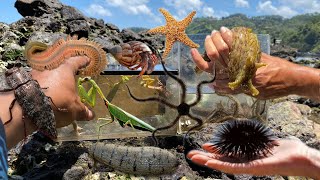 Catch giant click beetle brittle starfish fireworm sea cucumber giant slug hermit crab urchin [upl. by Chloris]