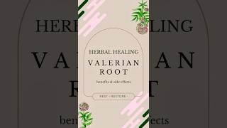 Rest easy with the natural healing power of valerian root🌿💤 fawnajane herbalmedicine herbaltea [upl. by Fevre]