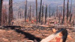 Reforestation Aims to Revitalize Cuyamaca Rancho State Park [upl. by Amann853]