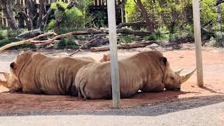 Monarto Safari Park 🦁🦒  Best Safari Experience in South Australia 🇦🇺 [upl. by Charlena]