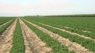 Video 3 Conservation Tillage Tomato Cropping Systems [upl. by Faye]