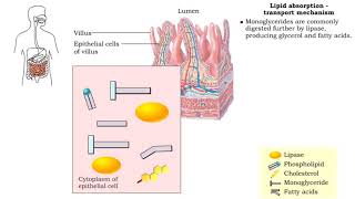 Lipid absorption  end products amp transport mechanism [upl. by Mathis963]