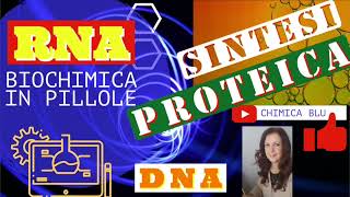 SINTESI PROTEICA quanta energia in GPT spende una cellula per la sintesi di una proteina [upl. by Ernaldus]