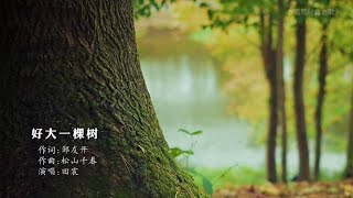 1998年田震《好大一颗树》时代经典，声音美妙 [upl. by Padgett]