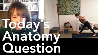 Todays Anatomy Question 47 Any tips for the arms in Parsvottanasana 830 [upl. by Nalac328]