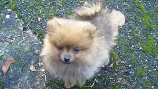 Puppy Pipkin  quotThe Pomeranian Songquot [upl. by Lacefield915]