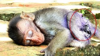 Pitiful poor baby Milto BabyMilto fall asleep Baby monkey exhausted [upl. by Airbma404]