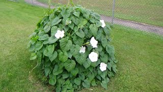 The Moonflower Plant that looks like a Sea Monster Watch it Bloom [upl. by Lauren]