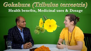 Tribulus terrestris  Gokshura  Health benefits Medicinal uses amp Dosage [upl. by Phelgen]