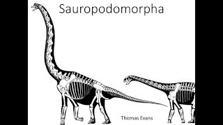 Barosaurus The Longest Known Sauropod Dinosaur [upl. by Nareik]