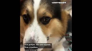 Corgi trema dopo le esplosioni a Zaporizhzhia Il proprietario cerca di calmare il cane [upl. by Miguel]