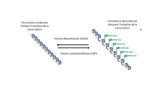 Lacétylation des histones contrôle linitiation de la transcription [upl. by Cher]