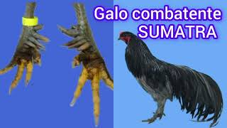 galo combatente Sumatra [upl. by Attiuqihc]