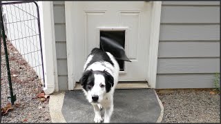 Installing A Dog Door [upl. by Krystle]