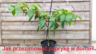 Jak przezimować paprykę w domu [upl. by Enelyam]