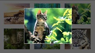 How To Create Image Gallery Using HTML CSS and Javascript  Lightbox Gallery [upl. by Eednyl]