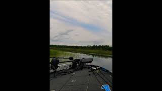 Running the Boat Lane with my Bass Cat Eyra  Yamaha 250 SHO shorts basscatboats feeltherush [upl. by Conney294]