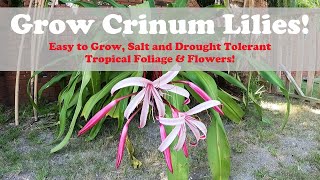 Giant Crinum Lily  You Should Grow Them [upl. by Ahsimac929]