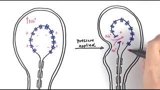 A2 Biology  Pacinian corpuscle OCR A Chapter 133 [upl. by Miguela276]