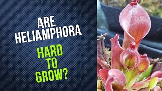 Are Heliamphora Hard To Grow [upl. by Irahcaz420]