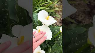 Giant Calla Lily vs Regular Zantedeschia aethiopica White Giant [upl. by Ahseya]