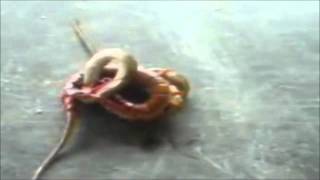 Giant Centipede Vs Snake [upl. by Nyrak252]