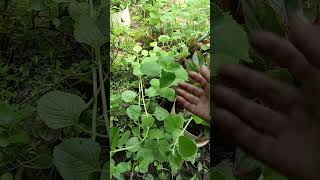 പനിക്കൂർക്ക കഞ്ഞിക്കൂർക്കPanikoorka medicinal plant [upl. by Gallagher45]