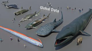 FISH Size Comparison 3D  3d Animation Size Comparison [upl. by Kired331]