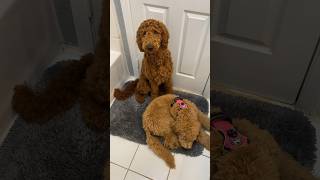 There was a tornado so we had to camp out in the bathroom dogsoftiktok dog goldendoodlepuppy [upl. by Mcintyre]