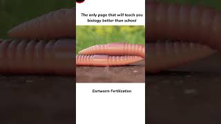 Earthworm 🪱 Fertilization process facts fertilizer earthworm [upl. by Richia159]