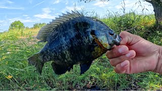 Pesca de Bluegill [upl. by Paschasia]