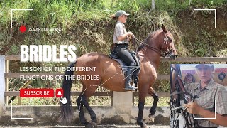 Understanding Horse Bridles Snaffle Cavesson and Curb Explained [upl. by Franciscka]