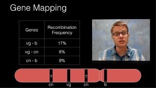 Genetic Recombination and Gene Mapping [upl. by Adnovaj]