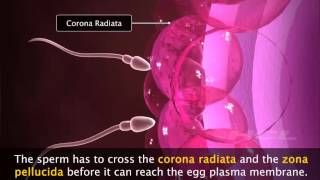 Grade12 Fertilisation amp Implantation1 [upl. by Nolrak]