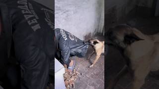 कुत्ते ने बचाई जान dogs shorts dogshorts funnyshortsvideo [upl. by Limber157]