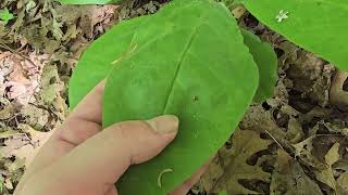 How To Identify Wild Comfrey  Cynoglossum virginianum [upl. by Leanne716]