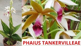 Phaius tankervilleae ground orchid grow and care [upl. by Kacy]