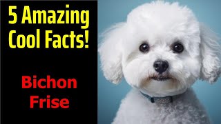 5 Fascinating Facts About Bichon Frise [upl. by Colly664]