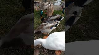 CRAZY QUACKING Ducks seeing WHO can EAT the SEED The quickestduck [upl. by Gord336]