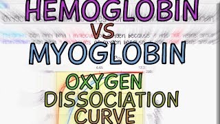 Hemoglobin vs Myoglobin Oxygen Dissociation Curves [upl. by Aidnac735]