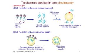 Proteinsorting pathways in eukaryotes [upl. by Nov]