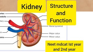 Structure and function of kidneyHindiUrdu [upl. by Htiekel618]