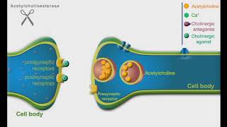 Cholinergic Agonists and Antagonists animation video [upl. by Netneuq]