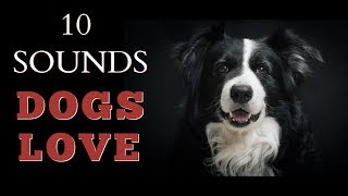 10 Sounds Dogs Love To Hear The Most [upl. by Bunting]